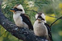 KOOKABURRA INFORMATION 